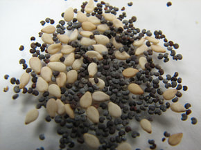 picture of unwashed poppy seeds causing poppy seed tea lawsuits